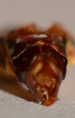 Réf. 254 435 : Coilodera diardi